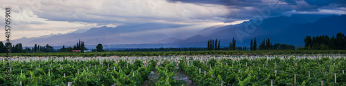 Vineyards and Andes mountains at sunset at a winery in Uco Valley (Valle de Uco), a wine region in Mendoza Province, Argentina, South America