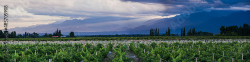 Canvas-taulu Vineyards and Andes mountains at sunset at a winery in Uco Valley (Valle de Uco)