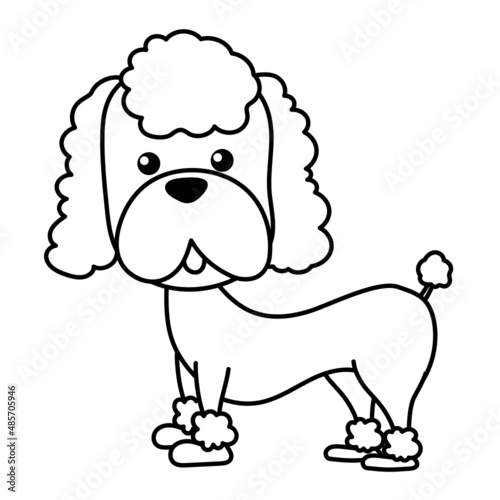 poodle line icon