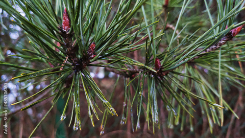 raindrops on pine needles close-up 