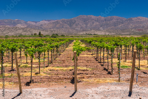 Green grape vines in a vineyard at a winery in the dry, arid, Andes Mountains, San Juan Province, Argentina, South America