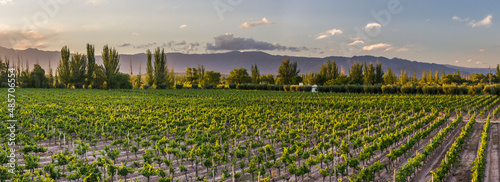 Grape vines in a vineyard at a Bodega (winery) in the Andes Mountains in the Maipu area of Mendoza, Argentina, South America photo