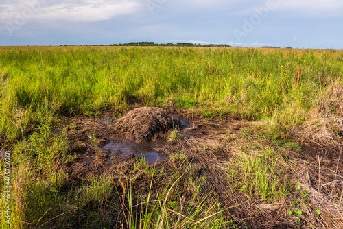 Yacare Caiman (Caiman Yacare) nest, Ibera Wetlands (aka Ibera Marshes), a marshland area in Corrientes Province, Argentina, South America © Matthew