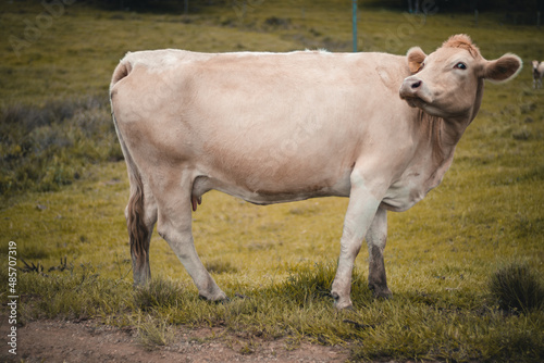 Vaca branca se lambendo