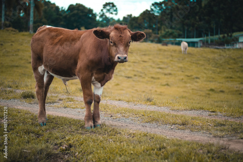 Terneiro Marrom olhando para frente