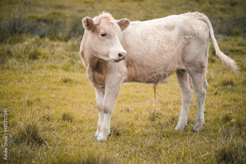 Terneiro branco olhando para o lado