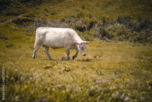 Vaca branca andando