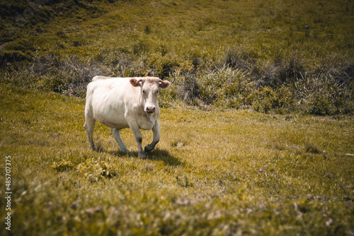 Vaca branca andando