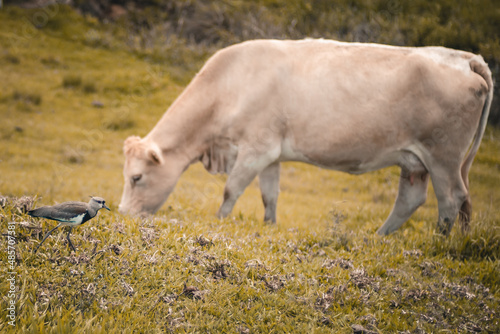 Vaca branca pastando 