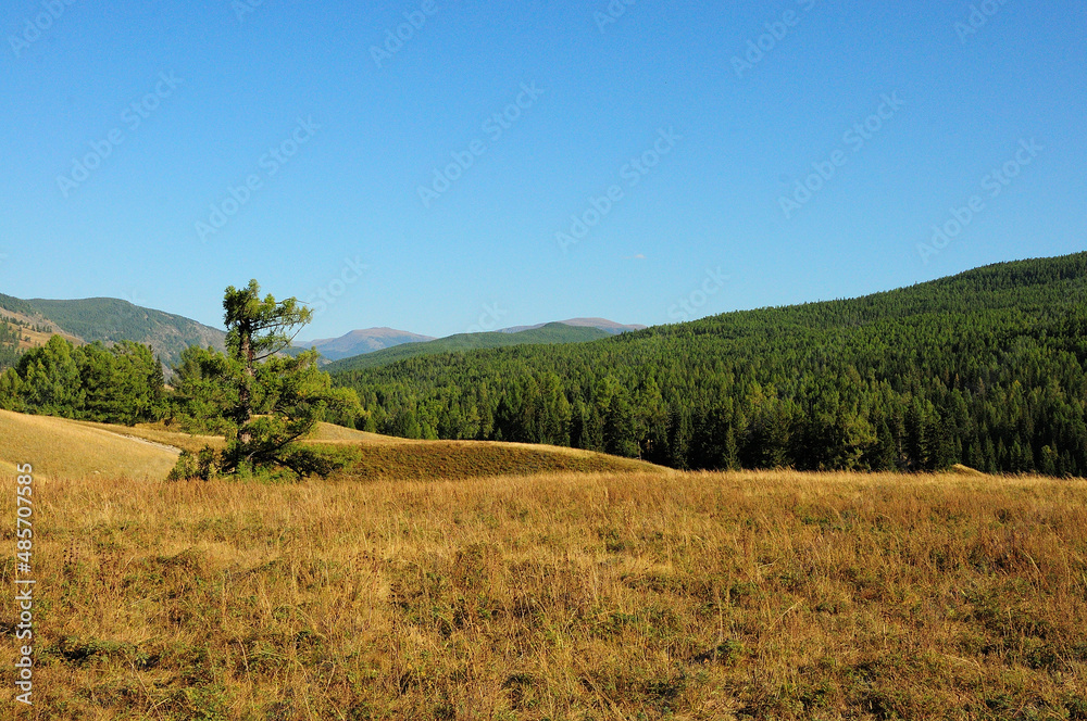 A small pine tree on the slope of a high hill surrounded by mountains covered with coniferous forest.