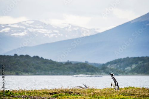 Magellanic penguin (Spheniscus magellanicus) at Martilla Island in the Beagle Channel at Ushuaia, Tierra Del Fuego, Patagonia, Argentina, South America, background with copy space