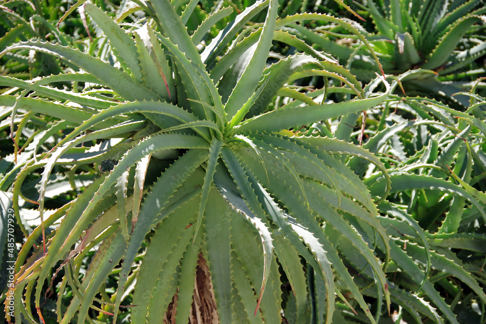 Fototapeta premium Full frame close-up view of aloe vera succulent plants