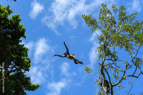 monkey jumping from one tree to another