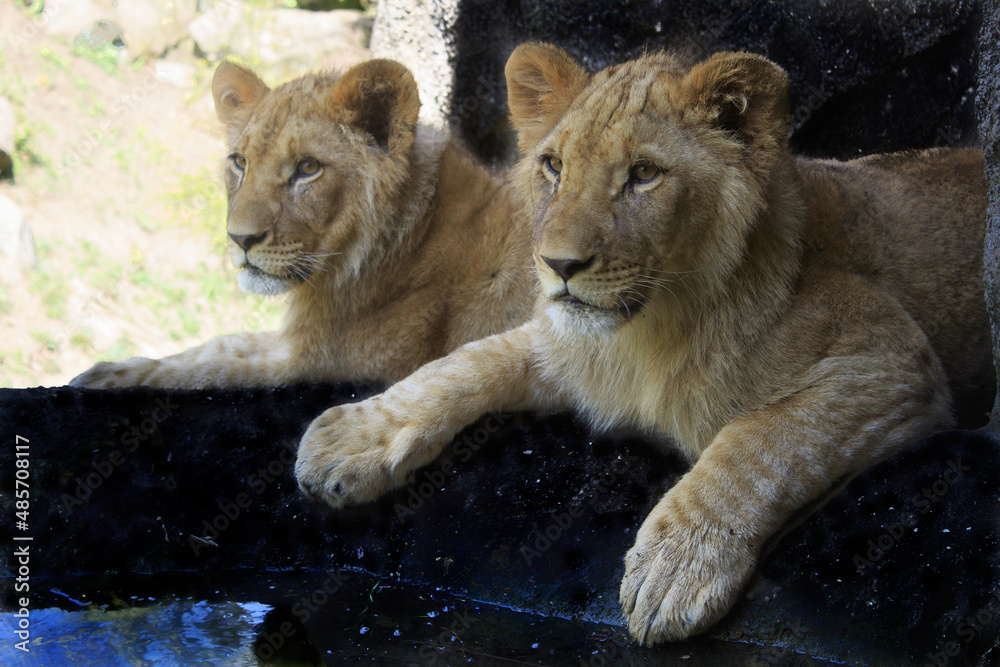 Lion cubs relaxing