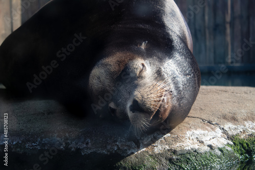 Sun-soaking Seal