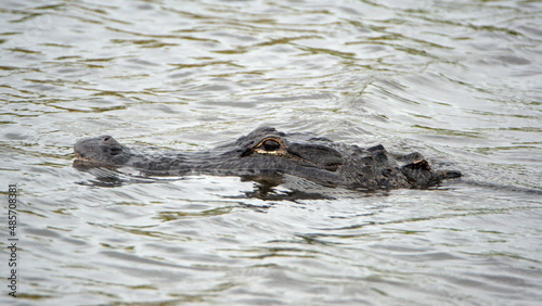 Alligator swimming in a canal in Clewiston, Florida, USA