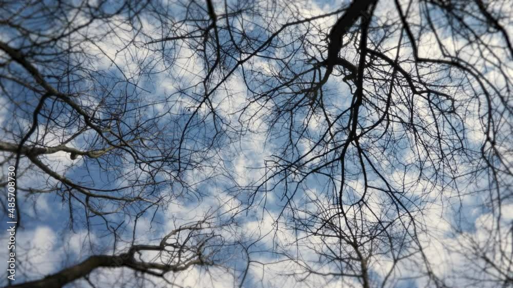 Time lapse of branches witch rotates under a blue sky Time lapse of branches witch rotates under a blue sky