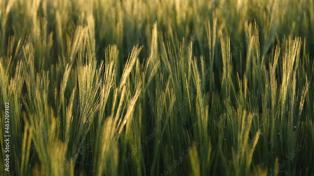 Wheat. Close up. Summer time. Slider shot. Wheat. Close up. Summer time. Slider shot.