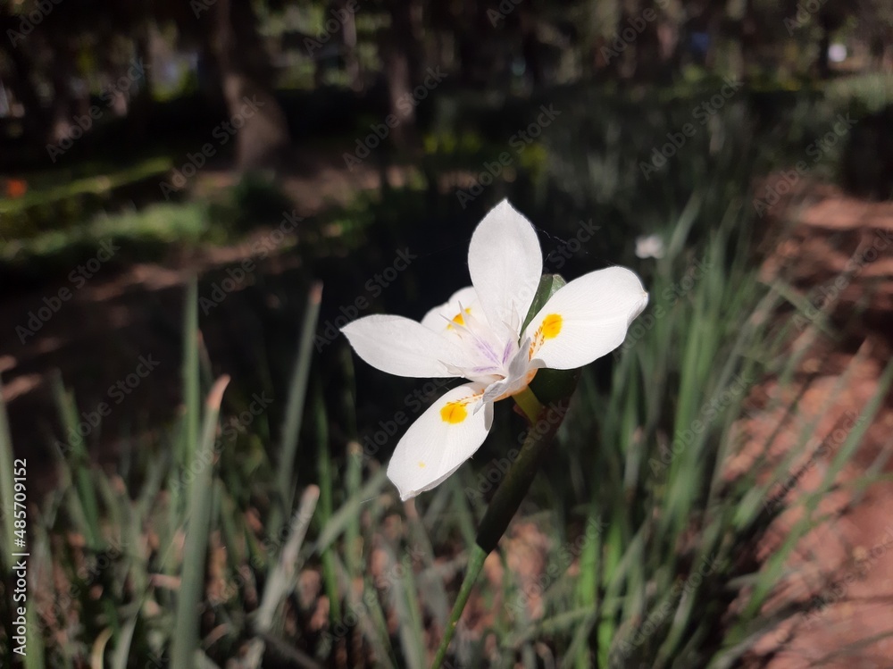 white crocus flowers
