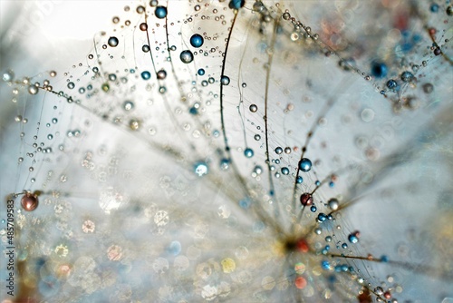 dandelion with drops