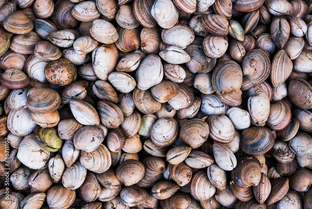 Clams at Angelmo fish market, Puerto Montt, Chile, South America Clams at Angelmo fish market, Puerto Montt, Chile, South America