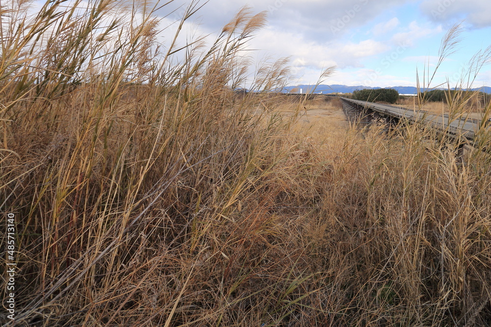 Fototapeta premium 京都府八幡市の流れ橋（上津屋橋）