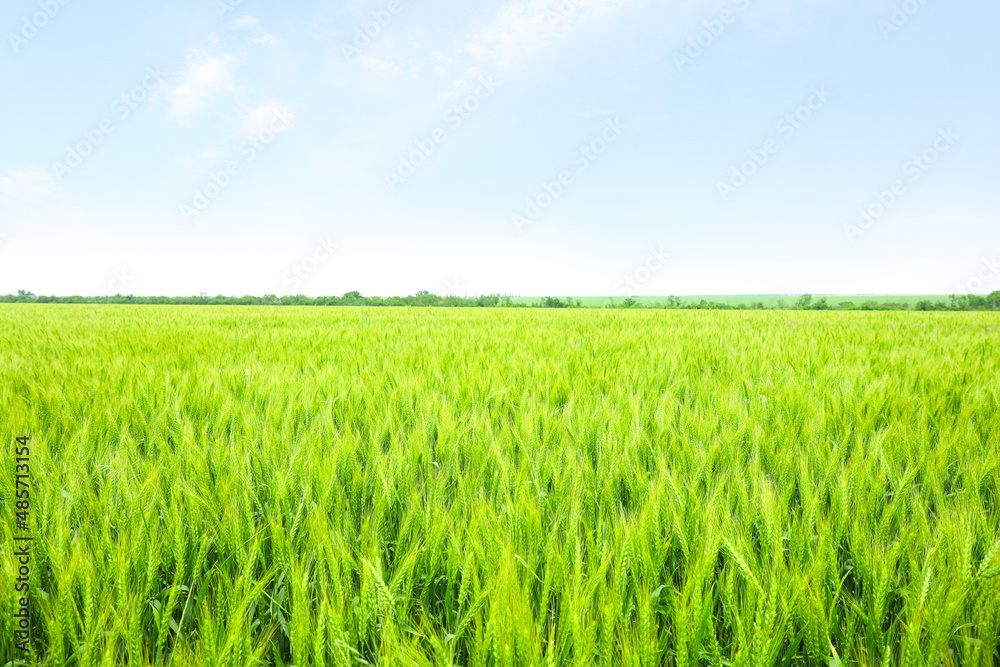 Beautiful field with green wheat on sunny day Beautiful field with green wheat on sunny day