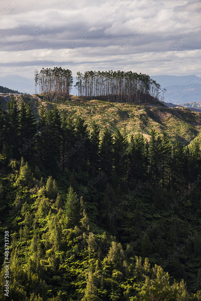 Deforestation of Forest and mountain landscape, Gisborne Region, North Island, New Zealand