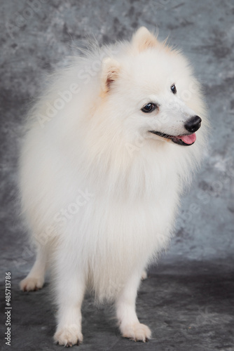 A beautiful American Eskimo Dog.