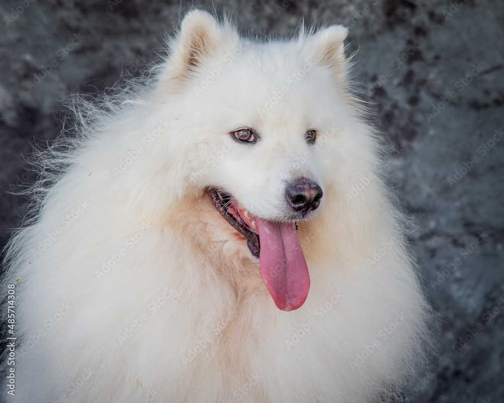 A large white fluffy dog, panting for a cool drink.