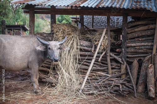 Water Buffalo in Pankam Village, Hsipaw Township, Shan State, Myanmar (Burma)