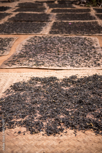 Tea leaves drying, Hsipaw, Shan State, Myanmar (Burma) photo