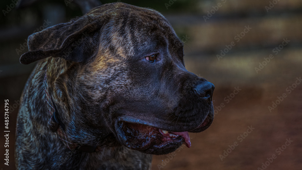 2022-02-07 A PROFILE PHOTOGRAPH OF A BRIDLE COLORED ENGLISH MASTIFF FACING RIGHT IN THE SHOT WITH A BLURRY BACKGROUND