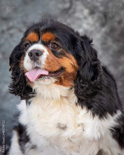A blabk and tan, slight;y overweight King Charles Spaniel.