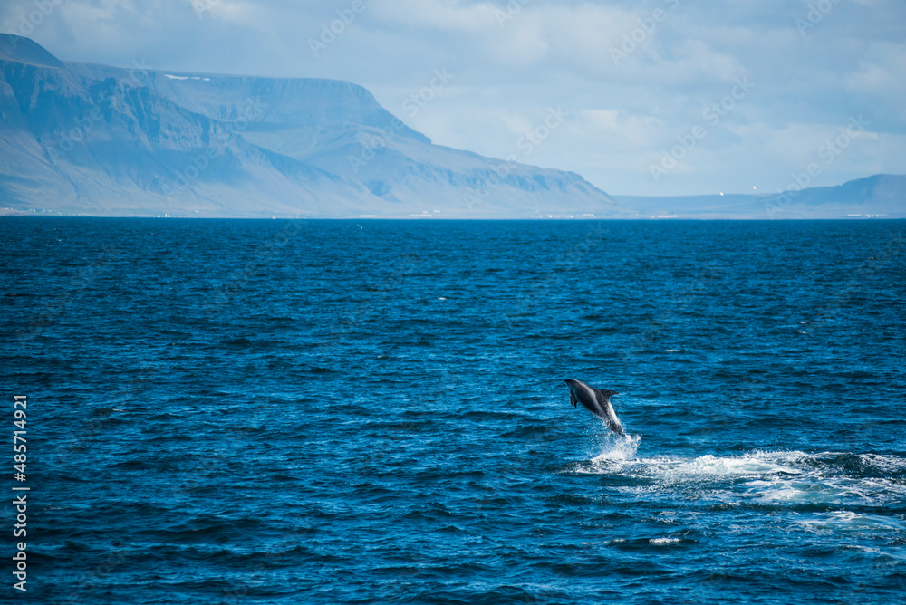 Naklejka premium White-beaked dolphin (Lagenorhynchus albirostris) jumping out of the water, Reykjavik, Iceland, Europe, background with copy space