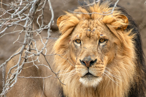 Canvas Print Male Lion