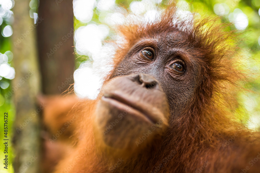 Fototapeta premium Orangutan (Pongo Abelii) in the jungle near Bukit Lawang, Gunung Leuser National Park, North Sumatra, Indonesia, Asia