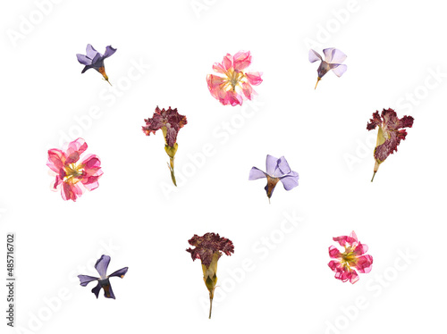 Dried pressed flowers on white background