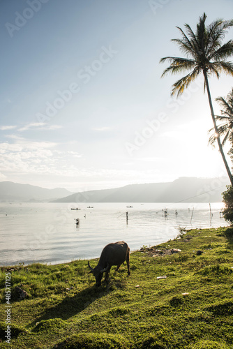 Water Buffalo, Lake Toba (Danau Toba), North Sumatra, Indonesia, Asia, background with copy space photo