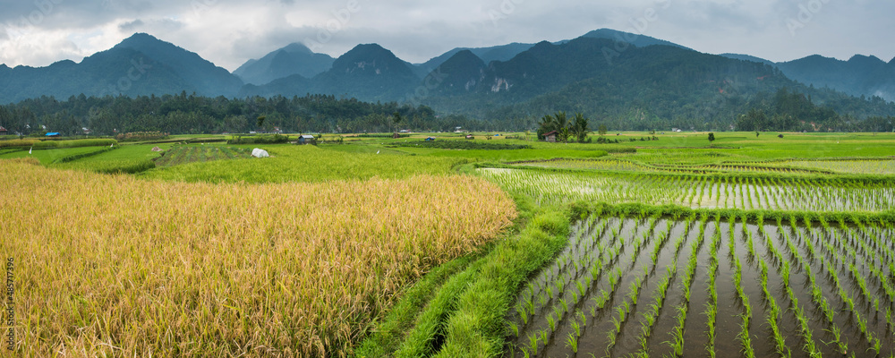 Rice paddy fields landscape, Bukittinggi, West Sumatra, Indonesia, Asia