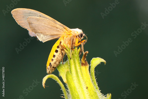 Quadro em tela A milkweed tussock moth perched on a wildflower