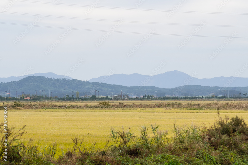 Yellow paddy field with mountain landscape view in the countryside in south korea