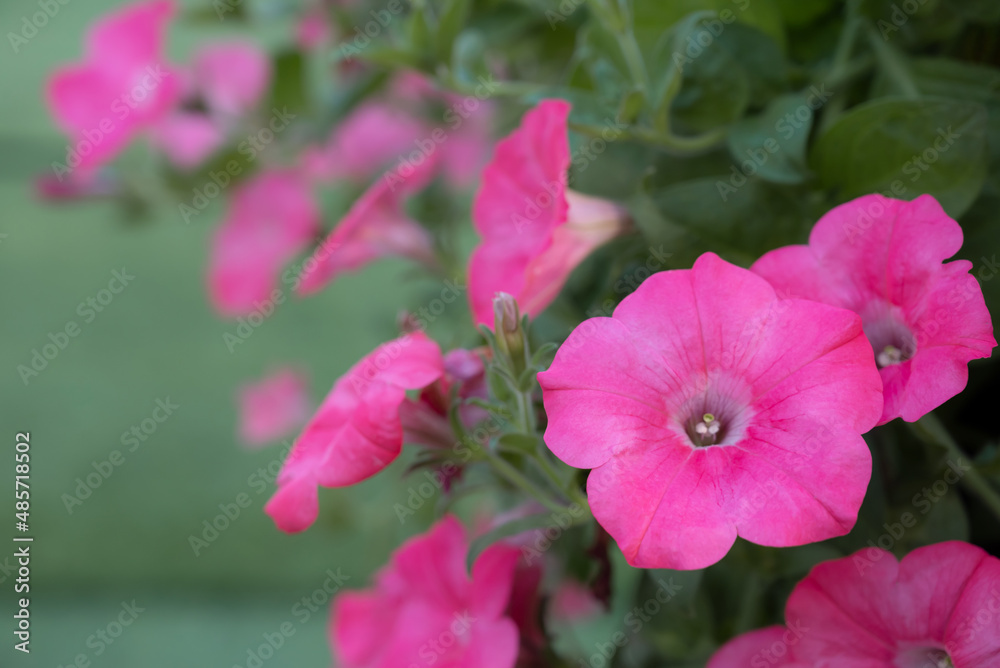 Obraz premium Selective focus of pink Petunia flowers blooming in the garden on a green background.