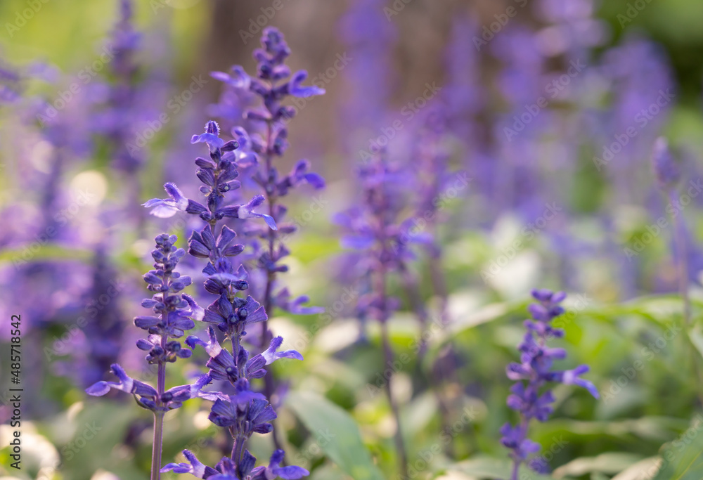 Selective focus of purple Angelonia flowers blooming with natural soft sunlight in the garden on blurred background. Selective focus of purple Angelonia flowers blooming with natural soft sunlight in the garden on blurred background.