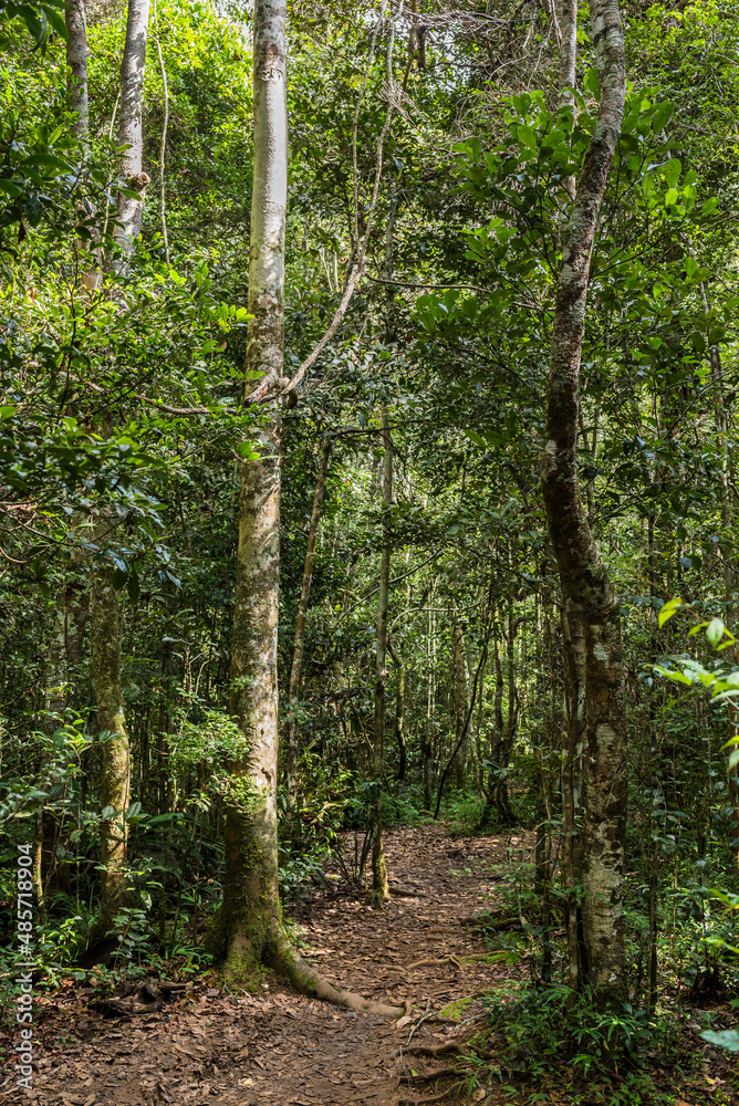 Fototapeta premium Perinet Reserve, Andasibe-Mantadia National Park, Alaotra-Mangoro Region, Eastern Madagascar