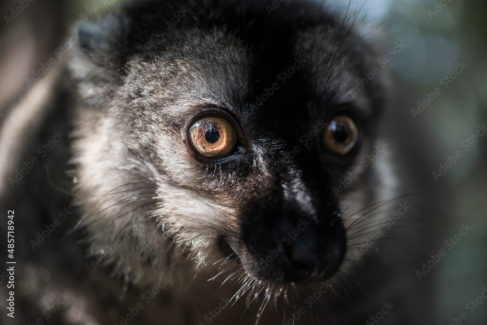 Common Brown Lemur (Eulemur fulvus), Lemur Island, Andasibe, Eastern Madagascar