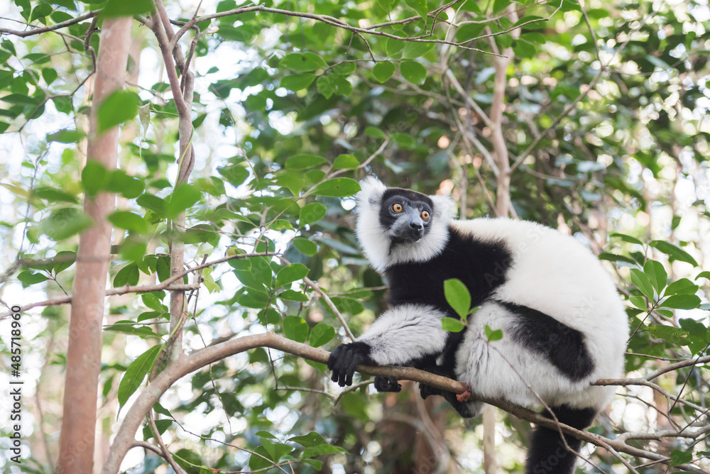 Black and White Ruffed Lemur (Varecia variegata), endemic to Madagascar, seen on Lemur Island, Andasibe