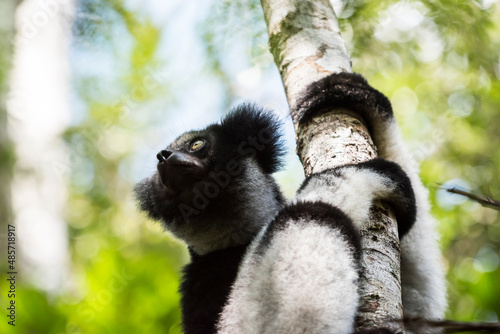Indri aka Babakoto (Indri Indri), a large lemur in Perinet Reserve, Andasibe-Mantadia National Park, Eastern Madagascar