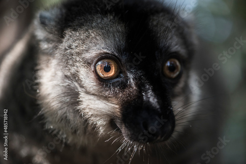 Common Brown Lemur (Eulemur fulvus), Lemur Island, Andasibe, Eastern Madagascar