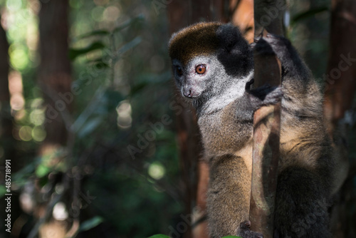 Lac Alaotra bamboo lemur (Hapalemur alaotrensis), Lemur Island, Andasibe, Eastern Madagascar